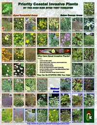 Coastal Weeds Poster